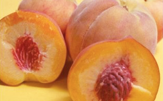 【2026年先行予約】山形県中山町産黄桃 品種おまかせ（黄金桃、スイート光黄、黄ららの極み、黄貴妃 他）秀品 3kg 期間限定 数量限定 山形県産 もも モモ フルーツ 果物 F4A-0045