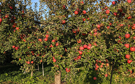 ≪2025年先行予約≫ 農家直送 山形県中山町産 サンふじりんご 約3kg（7~12玉） 2025年12月中旬より発送 数量限定 渡辺ファーム 渡辺ファーム 山形県産 リンゴ 林檎 フルーツ 果物 くだもの F4A-0078