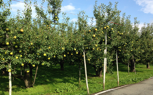 【ふるさと納税】山形県産ラ・フランス 特秀5kg(13～18玉) 11月上旬から発送開始 果物 くだもの フルーツ ラフランス 洋梨 西洋梨 洋ナシ洋なし 秋果実 F4A-0253