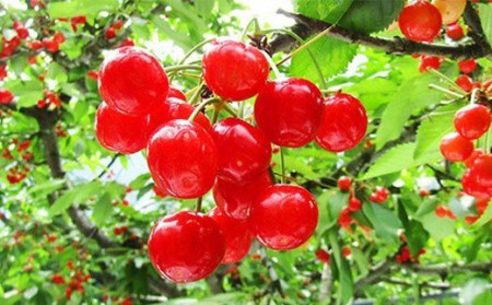 《先行予約》山形県中山町 厳選フルーツ定期便 全4回【2025年6月開始】 佐藤錦 白桃 シャインマスカット ふじりんご さくらんぼ モモ もも ブドウ ぶどう リンゴ 山形県産 フルーツ 果物 くだもの 連続 F4A-0367