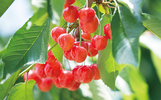 《2025年6月発送開始》中山町の至高！中山町厳選フルーツ定期便 全4回 佐藤錦 白桃 シャインマスカット ラフランス さくらんぼ サクランボ 葡萄 ぶどう ブドウ 桃 もも モモ 梨 洋梨 洋ナシ ラフランス 山形県産 フルーツ 果物 くだもの 連続 F4A-0374