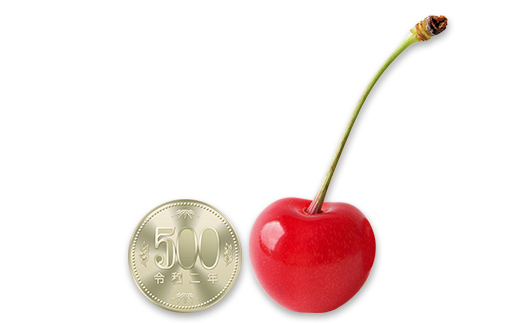 【2026年産先行受付】山形県産 温室加温栽培さくらんぼ＜やまがた紅王＞ 特秀品厳選24粒 2L/3Lサイズ混合 サクランボ 果物 くだもの フルーツ 季節限定 F4A-0377