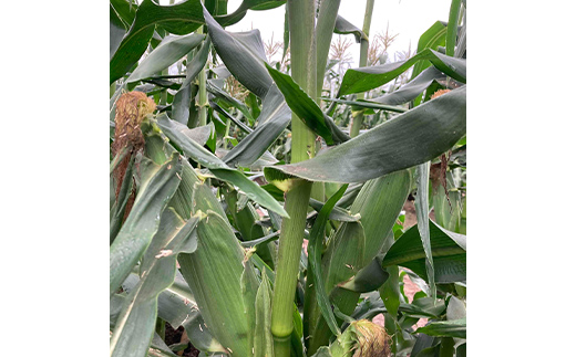 《2026年 先行予約》 山形県 中山町産 とうもろこし（スイートコーン） 約4kg（9～12本） 【青柳農園】 トウモロコシ 野菜 やさい F4A-0408