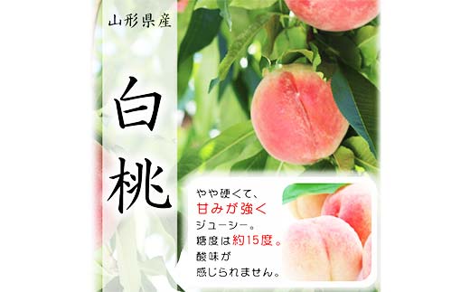 《2026年先行予約》山形県産白桃※品種玉数おまかせ 秀品 約1.5kg F4A-0459