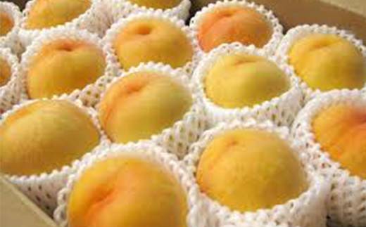 《2026年先行予約》山形県 産黄桃 品種おまかせ 特秀品 柔らかくなる桃 約5kg（黄金桃、スイート光黄、黄ららの極み、黄貴妃 他） F4A-0469