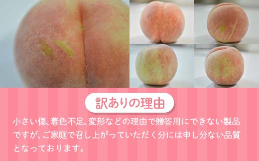 【ご家庭用】令和8年産 先行受付 農家直送「白桃」約3kg(6～11玉) 品種おまかせ 山形県 中山町 F4A-0471