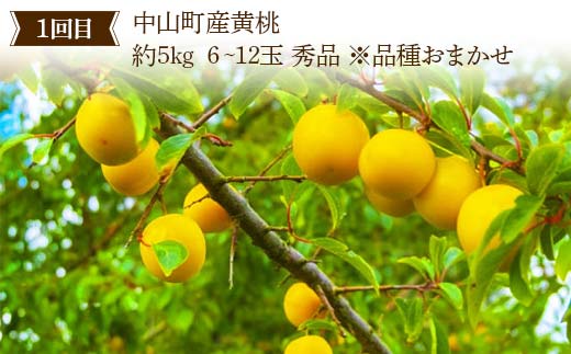 2025年8月発送開始 先行受付 山形県 至高のフルーツ！ 山形県中山町厳選フルーツ定期便 全3回 桃 シャインマスカット ラ・フランス 山形県 中山町 F4A-0479