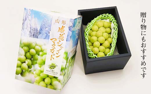 【2026年 先行予約】贈答用 シャインマスカット 約700g 1房 秀品 ぶどう 果物 フルーツ 山形県 中山町 F4A-0482