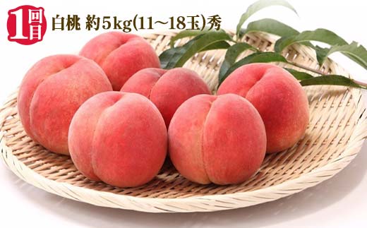 【2025年 先行予約】2回定期便 とびっきりの ～白桃・シャインマスカット～ 山形実り便 ぶどう 葡萄 果物 くだもの フルーツ山形県 中山町 F4A-0486