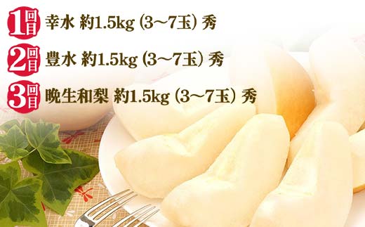 2026年先行受付 【定期便3回】和梨贅沢便 梨 なし 山形県 中山町 F4A-0491