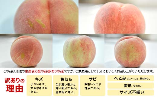 山形県産 訳あり白桃 約2.8kg 8～13玉 桃 もも フルーツ 家庭用 F4A-0924