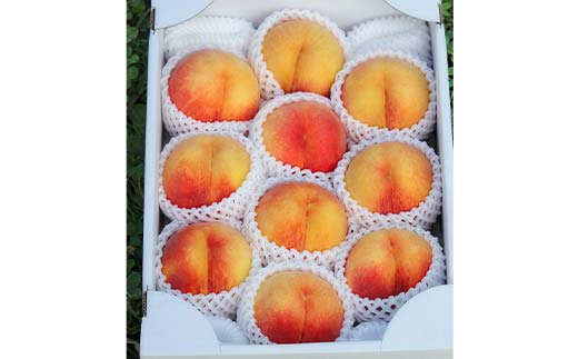山形県産 訳あり黄桃 約2.8kg 8～13玉 桃 もも フルーツ 黄色 家庭用 F4A-0925
