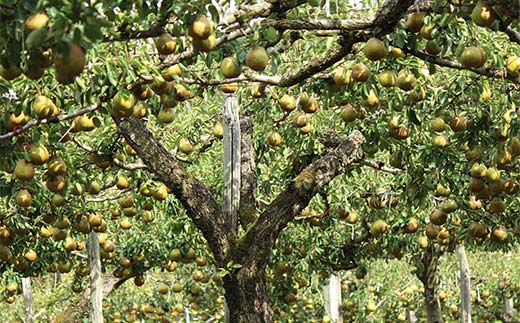 ラフランス約5kg 2～5L 14～18玉 らふらんす 果物 くだもの フルーツ 山形県産 F4A-0938