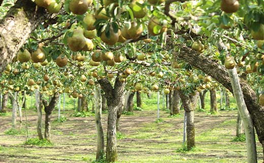 ラフランス約2kg L～4L 6～8玉 らふらんす 果物 くだもの フルーツ 山形県産 F4A-0939
