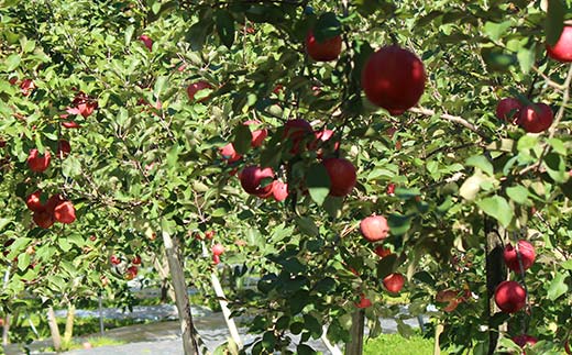 こうとく約2kg 6～13玉 こうとく 林檎 リンゴ 果物 くだもの フルーツ 山形県産 F4A-0940