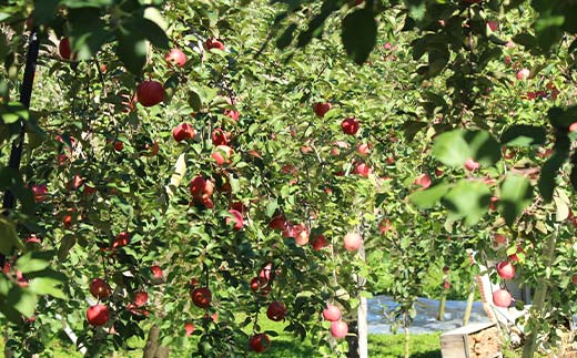 こうとく約1.5kg 5～10玉 こうとく 林檎 リンゴ 果物 くだもの フルーツ 山形県産 F4A-0941