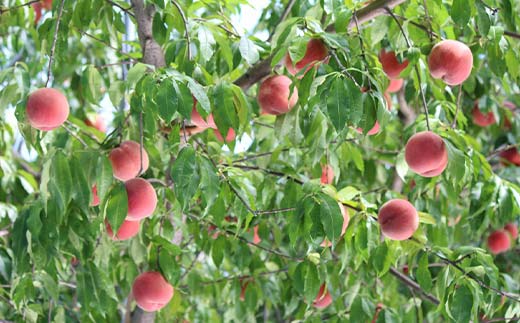 山形完熟白桃 約2kg 5～9玉 秀 完熟白桃 果物 くだもの 桃 もも フルーツ 山形県産 F4A-0943