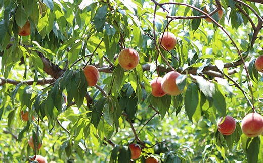 山形完熟ゴールデンピーチ 約2kg 5～9玉秀 ゴールデンピーチ 果物 くだもの 桃 もも フルーツ 黄桃 山形県産 F4A-0944