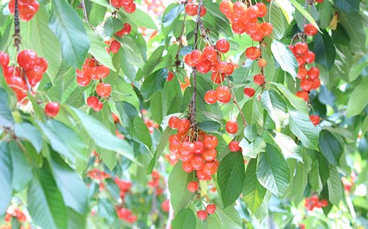 【先行受付】【訳あり】さくらんぼ約700g M～L (佐藤錦or紅秀峰) 果物 くだもの フルーツ 夏果物 サクランボ ご家庭用 ご自宅用 F4A-0946