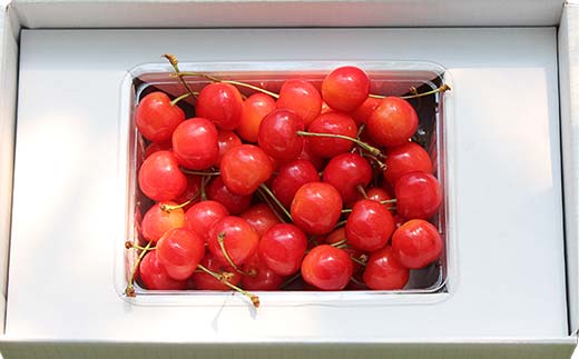 【先行受付】さくらんぼ佐藤錦 約500g L 秀化粧箱 果物 くだもの フルーツ 夏果物 サクランボ F4A-0948