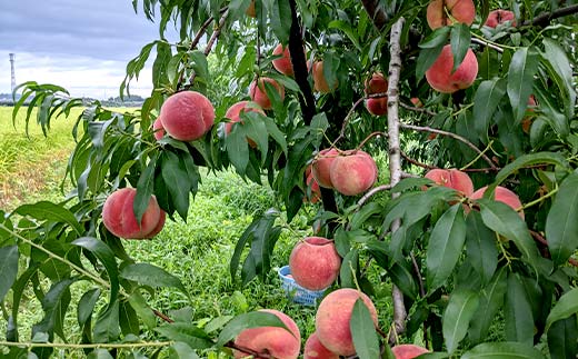 【ご家庭用】令和7年産 先行受付 農家直送「白桃」約2kg(4～7玉) 品種おまかせ 山形県 中山町 F4A-0955