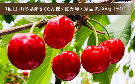 令和8年6月発送開始 山形県 至上のフルーツ！ 山形県旬のフルーツ定期便 全3回 紅秀峰 白桃 ラ・フランス 期間限定 数量限定 山形県産 サクランボ 桃 梨 フルーツ 果物 くだもの 贈答 F4A-0966