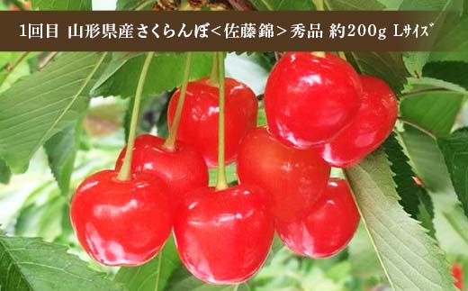 令和8年6月発送開始 山形県 厳選のフルーツ！ 山形県旬のフルーツ定期便Ａ 全3回 佐藤錦 白桃 ラフランス 期間限定 数量限定 山形県産 サクランボ 桃 梨 フルーツ 果物 くだもの 贈答 F4A-0968