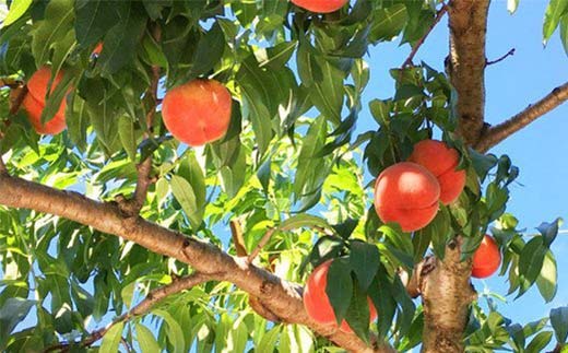 《2026年産 先行受付》山形県産 硬めの白桃 約2kg 品種おまかせ 果物 くだもの 桃 もも フルーツ 白桃 山形県産 F4A-0971