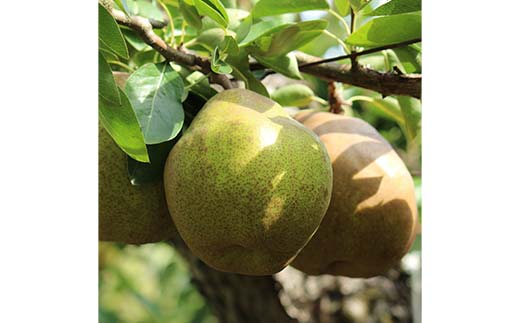 《2026年発送先行予約》山形県産ラ・フランス約1.5kg 約2kg L～4L らふらんす 果物 くだもの フルーツ 山形県産 F4A-1005