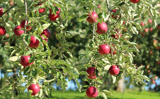 《2026年発送先行予約》紅玉 約1.8kg 秀 紅玉 林檎 リンゴ 果物 くだもの フルーツ 山形県産 F4A-1006