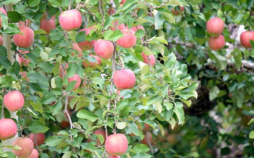 《2026年発送先行予約》山形県産 葉取らず完熟サンふじりんご 秀 約3kg 林檎 リンゴ フルーツ 果物 くだもの 山形県 中山町 F4A-1008