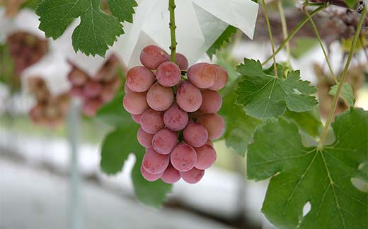 ≪2026年 先行予約≫クイーンニーナダイヤパック 250g×2パック（やまのべ多田農園のぶどう）山形県産 フルーツ 果物 くだもの 葡萄 ブドウ 贅沢 F4A-1011