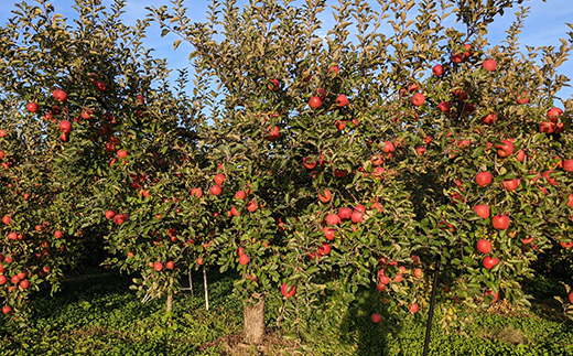 ≪2025年先行予約≫ 農家直送 山形県中山町産 小玉サンふじりんご 約2.5kg（11~12玉） 数量限定 渡辺ファーム数量限定 渡辺ファーム 渡辺ファーム 山形県産 リンゴ 林檎 フルーツ 果物 くだもの F4A-0079