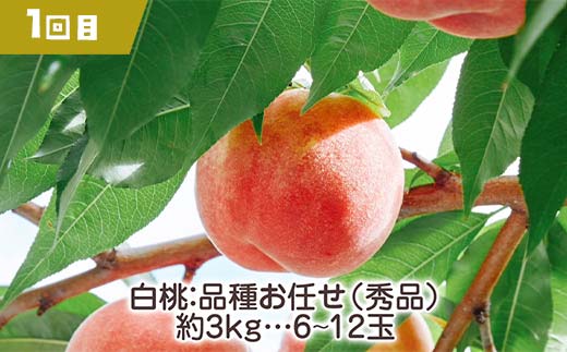 【2026年先行受付】《定期便3回》元気の郷 中山町フルーツ定期便 ～3品食べ比べ～ 白桃 秋姫 ラ・フランス 桃 もも モモ 梨 洋ナシ 洋梨 すもも スモモ 山形県産 フルーツ 果物 くだもの F4A-0394