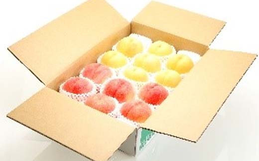 《2026年先行予約》どちらも食べたい！白桃と黄桃の食べ比べセット 約3kg（7～12玉） 桃 もも フルーツ 果物 くだもの 山形県 中山町 F4A-0430