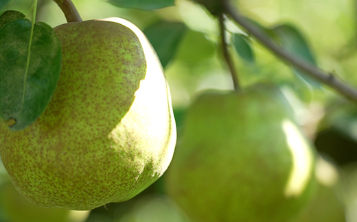 2026年先行予約 山形県 果物女王 ラ・フランス 約2kg（4～9玉） 梨 洋梨 フルーツ 果物 くだもの 山形県 中山町 F4A-0435