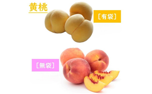  2026年先行予約 【定期便 3回】幸せ♪桃三昧 白桃 黄桃 果物 フルーツ 山形県 中山町 F4A-0444