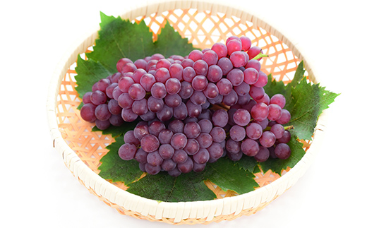 2026年先行予約 【定期便 3回】葡萄だらけの定期便 デラウェア スチューベン シャインマスカット ぶどう 葡萄 果物 フルーツ 山形県 中山町 F4A-0445