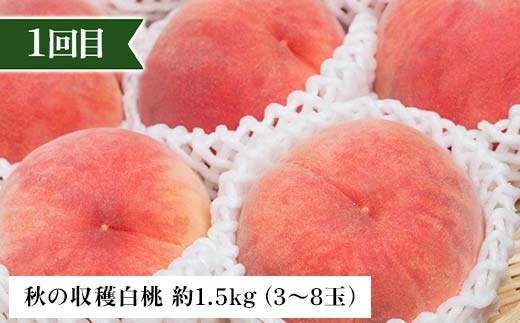 2026年先行予約 【定期便 3回】秋からの人気フルーツ定期便(1) 白桃 シャインマスカット ぶどう 葡萄 ラ・フランス 梨 洋梨 果物 フルーツ 山形県 中山町 F4A-0447