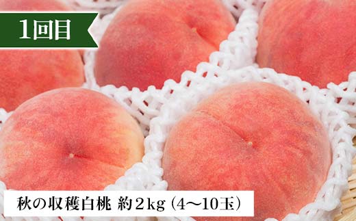 2026年先行予約 【定期便 3回】秋からの人気フルーツ定期便(2) 白桃 シャインマスカット ぶどう 葡萄 りんご サンふじりんご 果物 フルーツ 山形県 中山町 F4A-0448