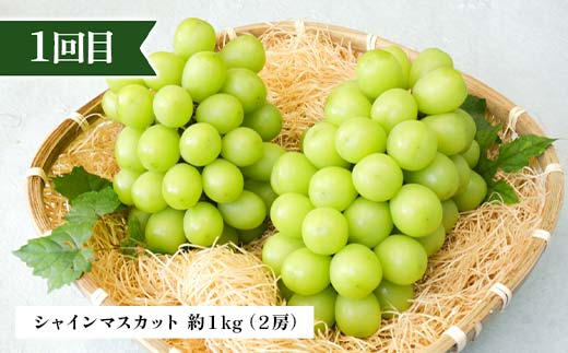 2026年先行予約 【定期便 4回】シャインマスカットから始まる満足定期便(2) シャインマスカット すもも 秋姫 柿 かき ラ・フランス 洋梨 梨 りんご サンふじりんご 果物 フルーツ 山形県 中山町 F4A-0450