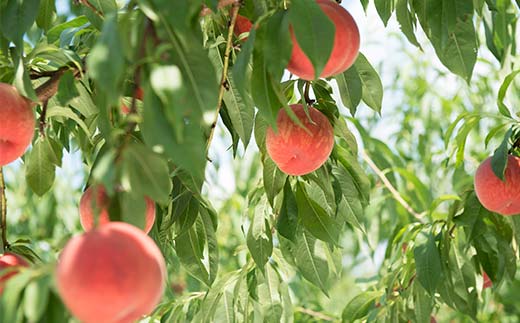 ≪2026年先行予約≫山形県産 おまかせ白桃5kg(13～20玉) 秀品 2026年8月下旬から順次発送 柔らかくなる桃 桃 もも モモ 果物 フルーツ 夏果実 山形県 中山町 F4A-0528
