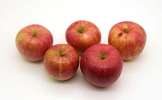 《先行予約》2026年度発送 山形県産 ご家庭用りんご10kg  F4A-0995