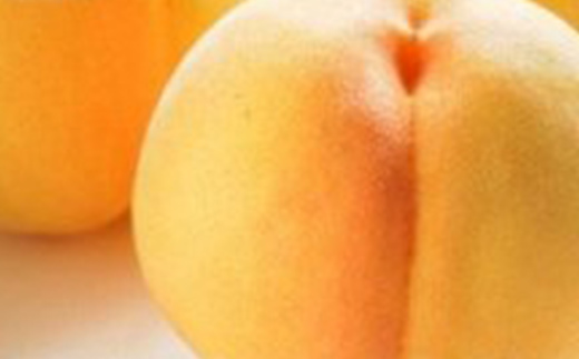 【2026年先行予約】山形県中山町産黄桃 品種おまかせ（黄金桃、スイート光黄、黄ららの極み、黄貴妃 他）秀品 3kg 期間限定 数量限定 山形県産 もも モモ フルーツ 果物 F4A-0045