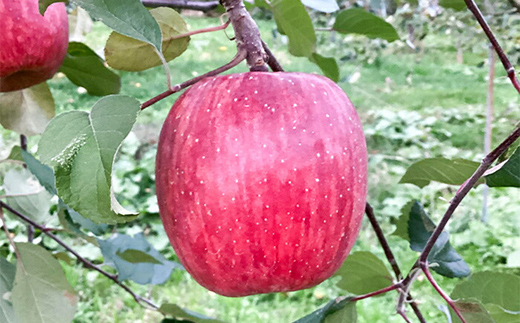 ≪2025年先行予約≫ 農家直送 山形県中山町産 サンふじりんご 約3kg（7~12玉） 2025年12月中旬より発送 数量限定 渡辺ファーム 渡辺ファーム 山形県産 リンゴ 林檎 フルーツ 果物 くだもの F4A-0078