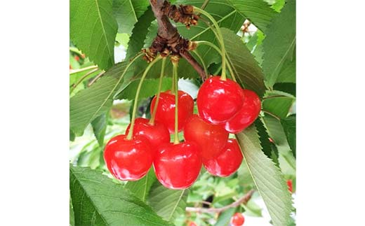 《2026年先行予約》山形県中山町産さくらんぼ《佐藤錦特秀品》 700g Lサイズ以上 山形県産 サクランボ フルーツ 果物 F4A-0106