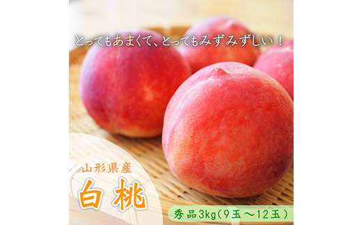 【2026年先行予約】山形県中山町産白桃 約3kg(6玉～12玉) 期間限定 数量限定 山形県産 フルーツ くだもの 果物 もも モモ F4A-0107