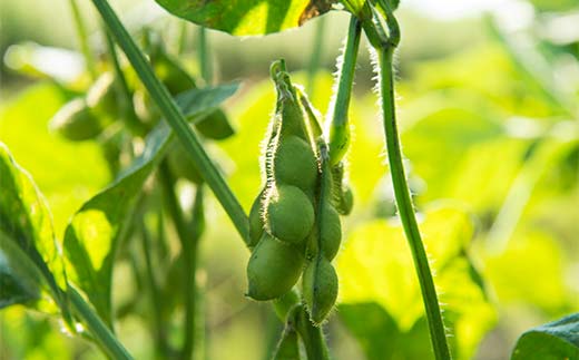 《2025年 先行予約》山形県中山町産 朝採り枝豆 湯上がり娘（250g×4） 山形県産 おつまみ 朝どれ 新鮮 F4A-0306