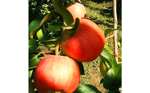 《令和8年産先行受付》山形県中山町産蜜入りんご高徳・こうとく【秀品】約5kg リンゴ 林檎 山形県産 フルーツ 果物 くだもの F4A-0316