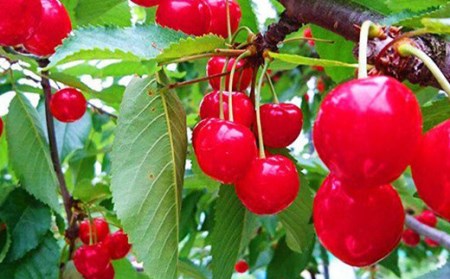 《先行予約》山形県中山町 厳選野菜・フルーツ定期便【2025年6月スタート】 全4回 F4A-0366